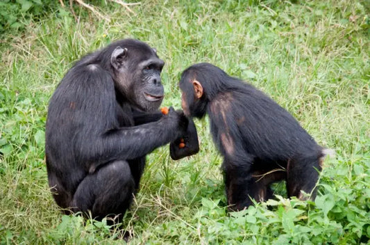 Chimpanzee Culture