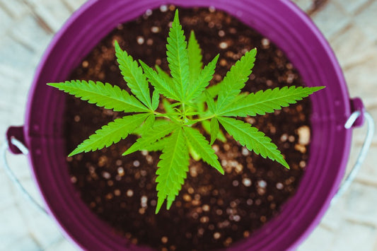 Legalizing Marijuana for Medical & Recreational Use
